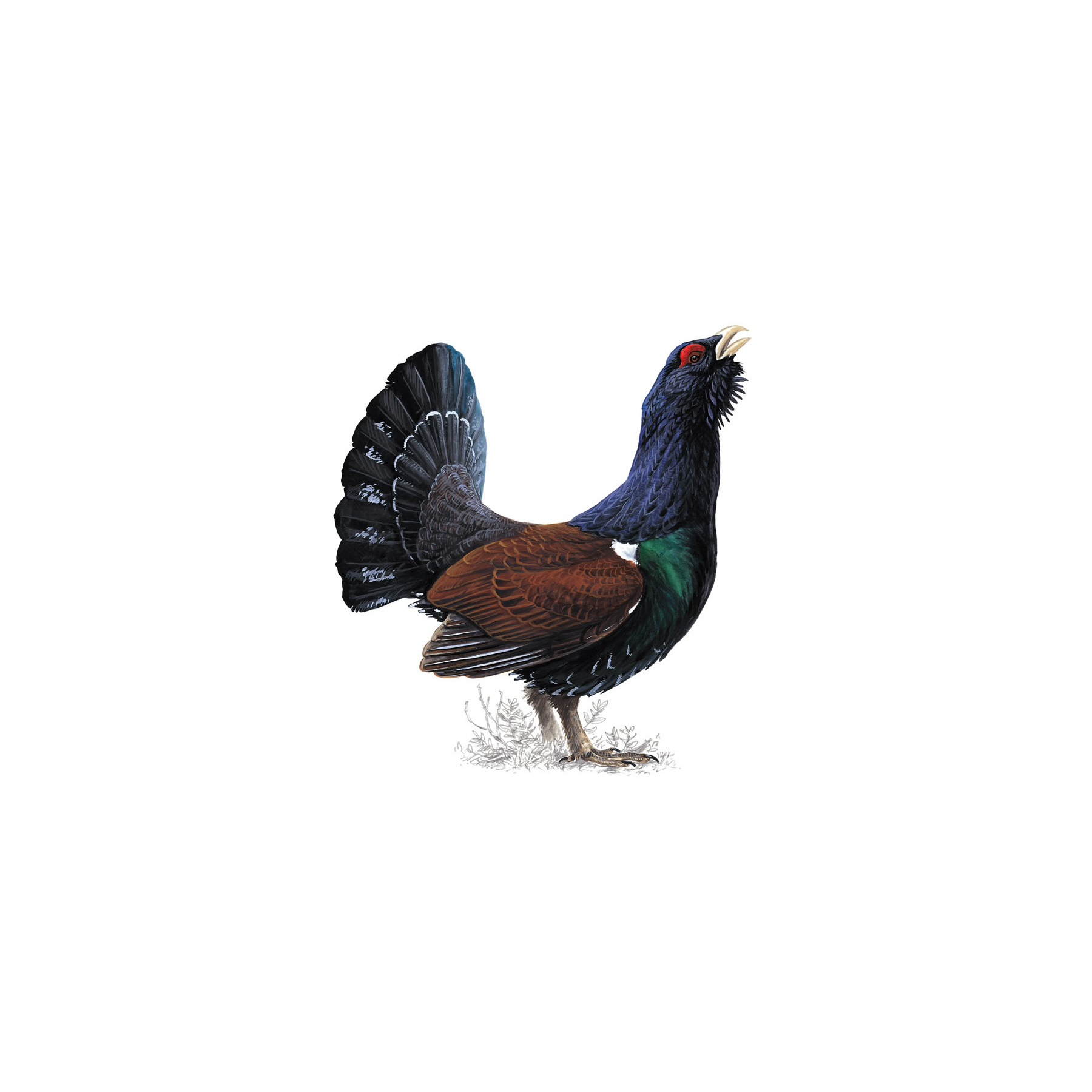 Pretty Capercaillie