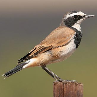 Pretty Capped wheatear