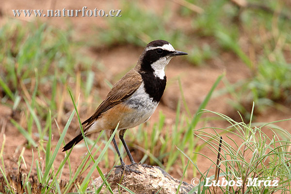 Pretty Capped wheatear