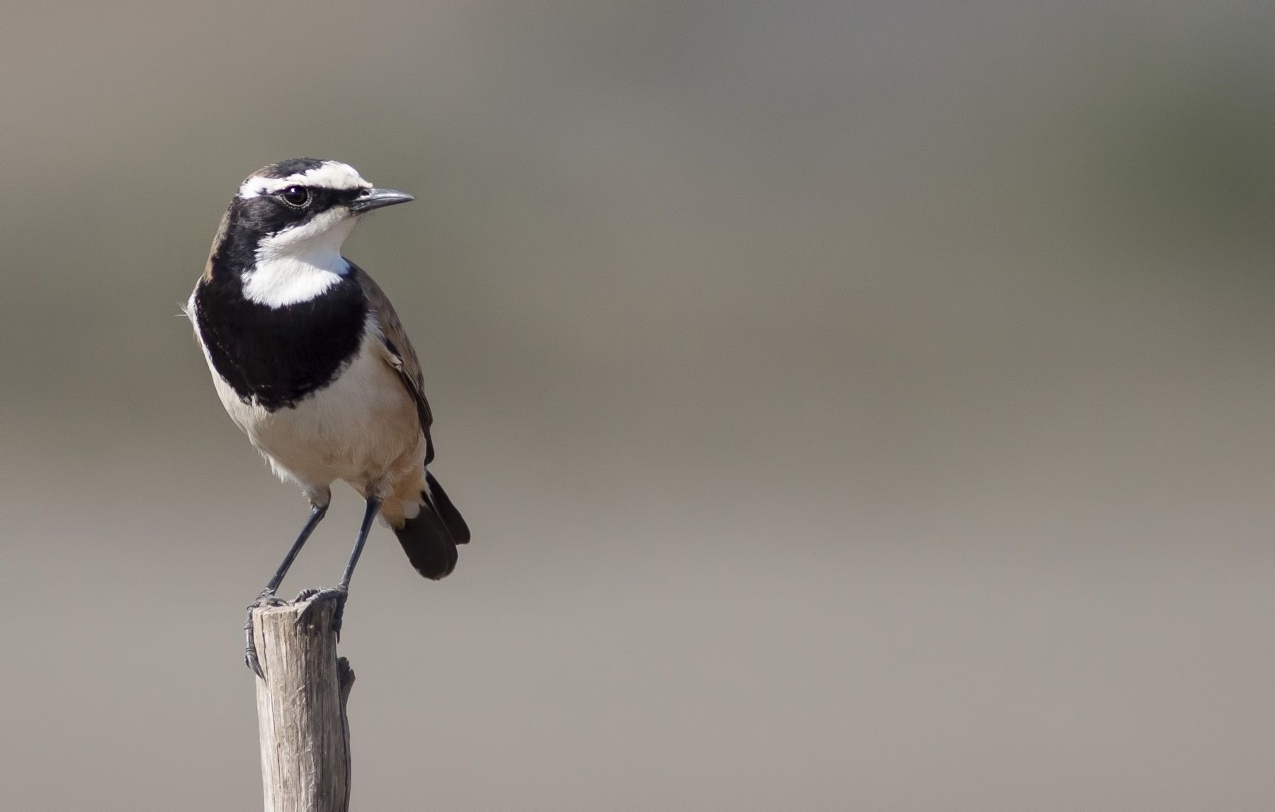 Pretty Capped wheatear