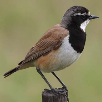 Pretty Capped wheatear