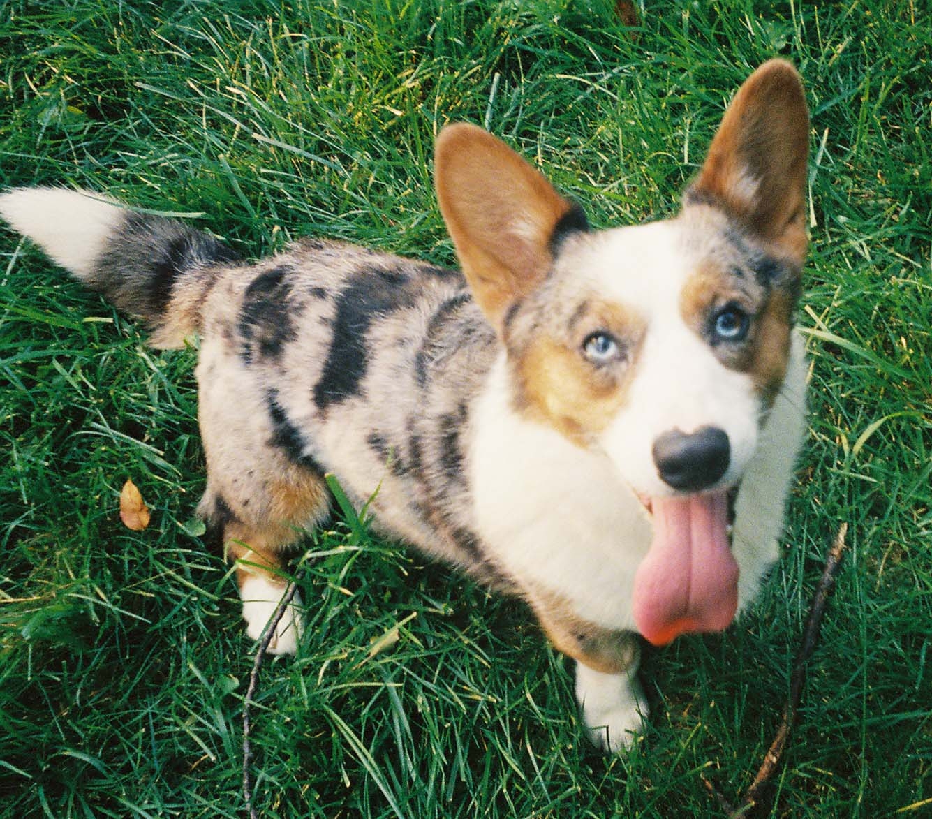 Cardigan Welsh Corgi - Dog Breed