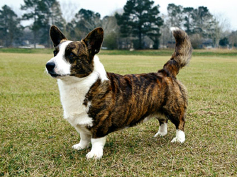 Nice Cardigan Welsh Corgi - Dog Breed