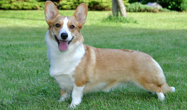 Cool Cardigan Welsh Corgi - Dog Breed