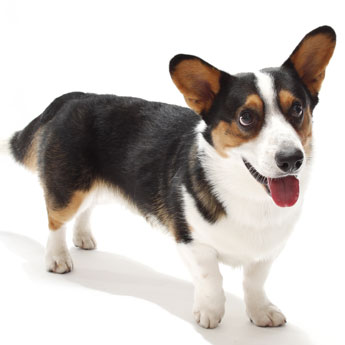 Pretty Cardigan Welsh Corgi - Dog Breed