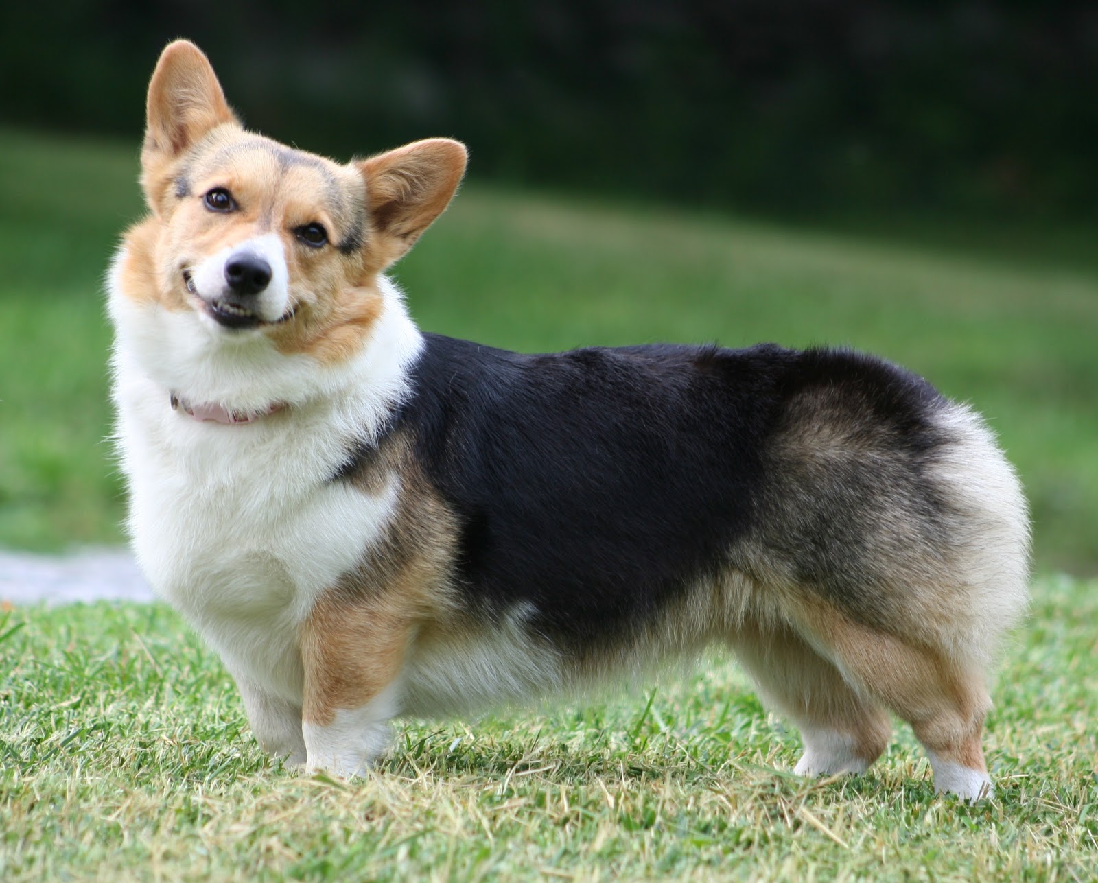 Wallpaper Cardigan Welsh Corgi - Dog Breed