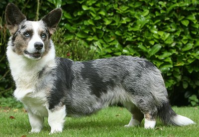 Cardigan Welsh Corgi - Dog Breed photo 