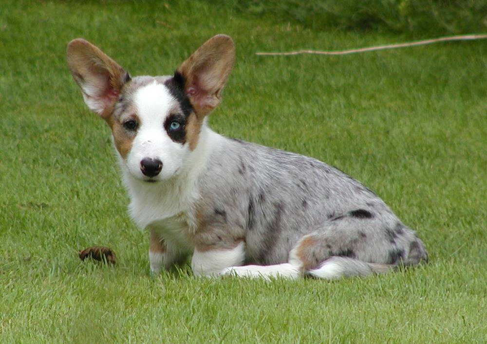 Cardigan Welsh Corgi - Dog Breed wallpaper
