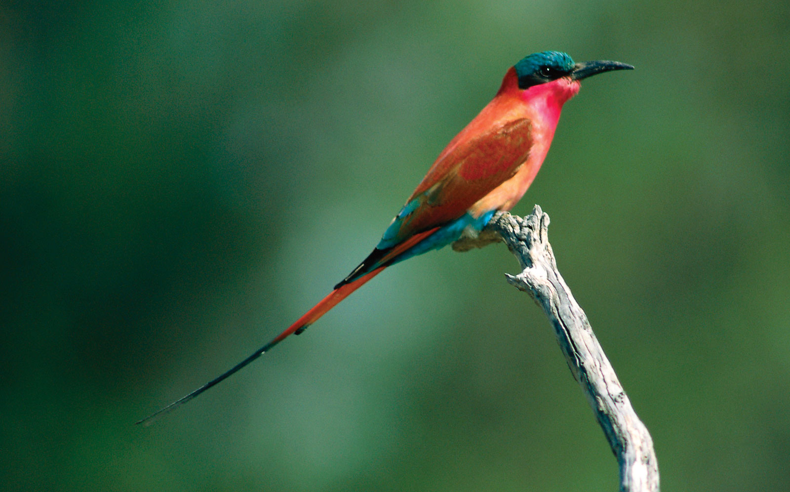 Carmine bee-eater
