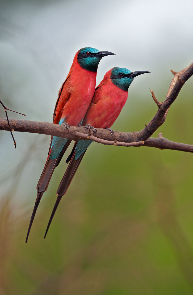 Pretty Carmine bee-eater
