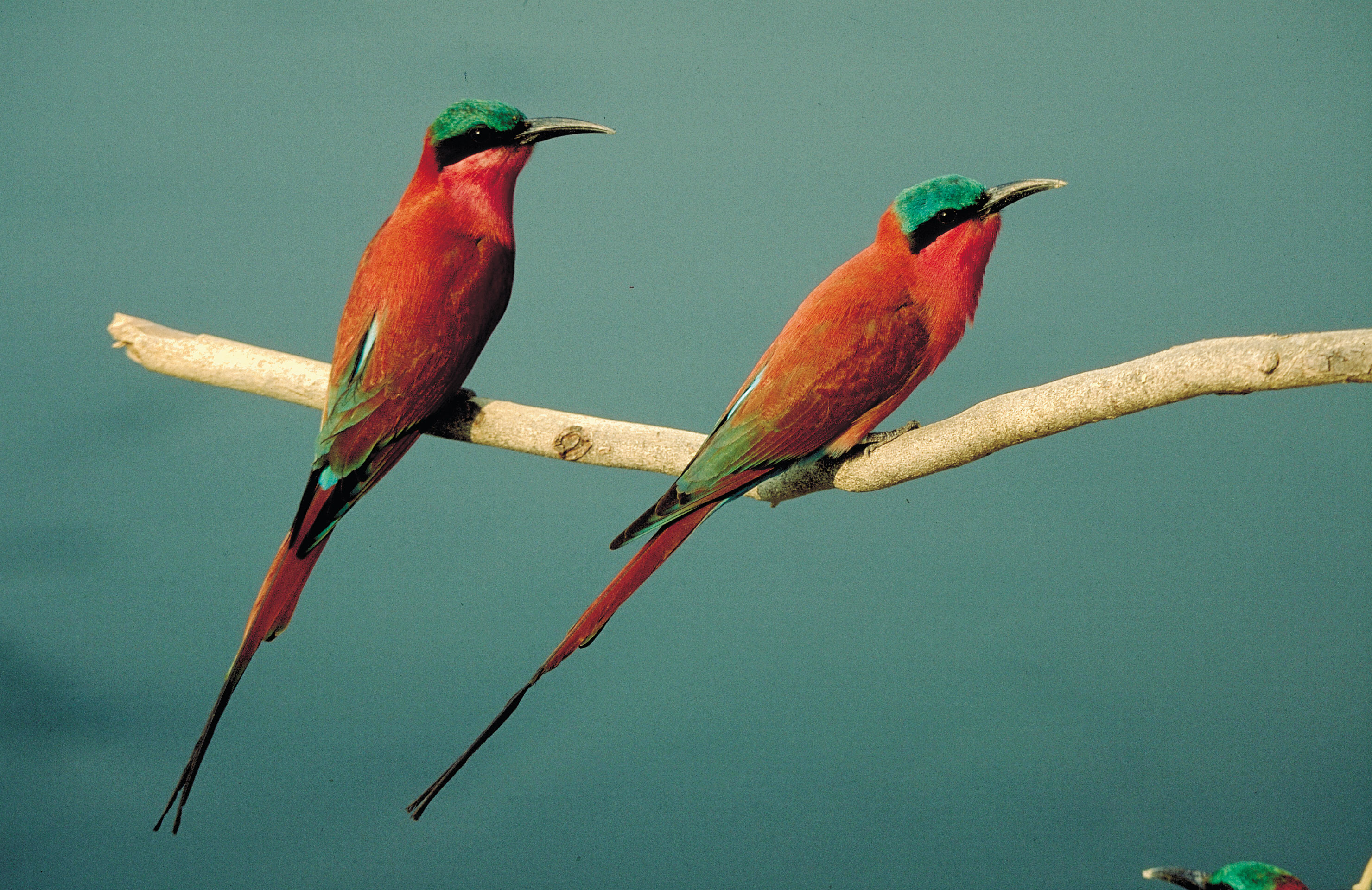 Pretty Carmine bee-eater