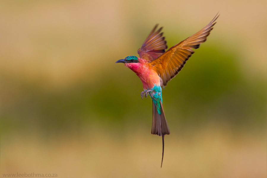 Pretty Carmine bee-eater