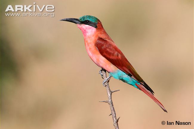 Pretty Carmine bee-eater