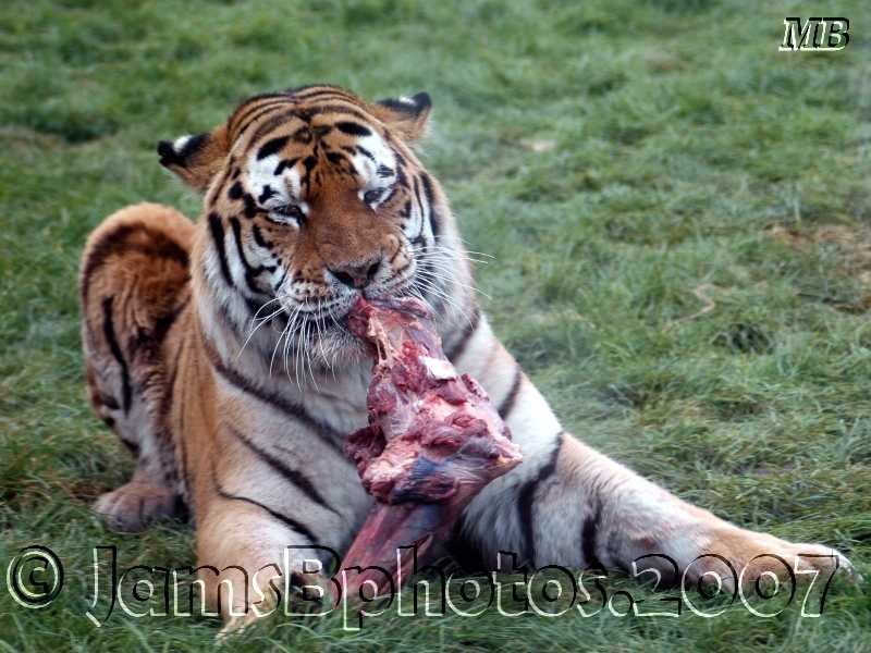 Carnivore- Photo#02
