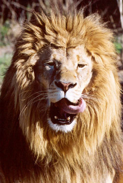Carnivore- Photo#03