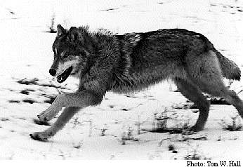 Carnivore- Photo#04
