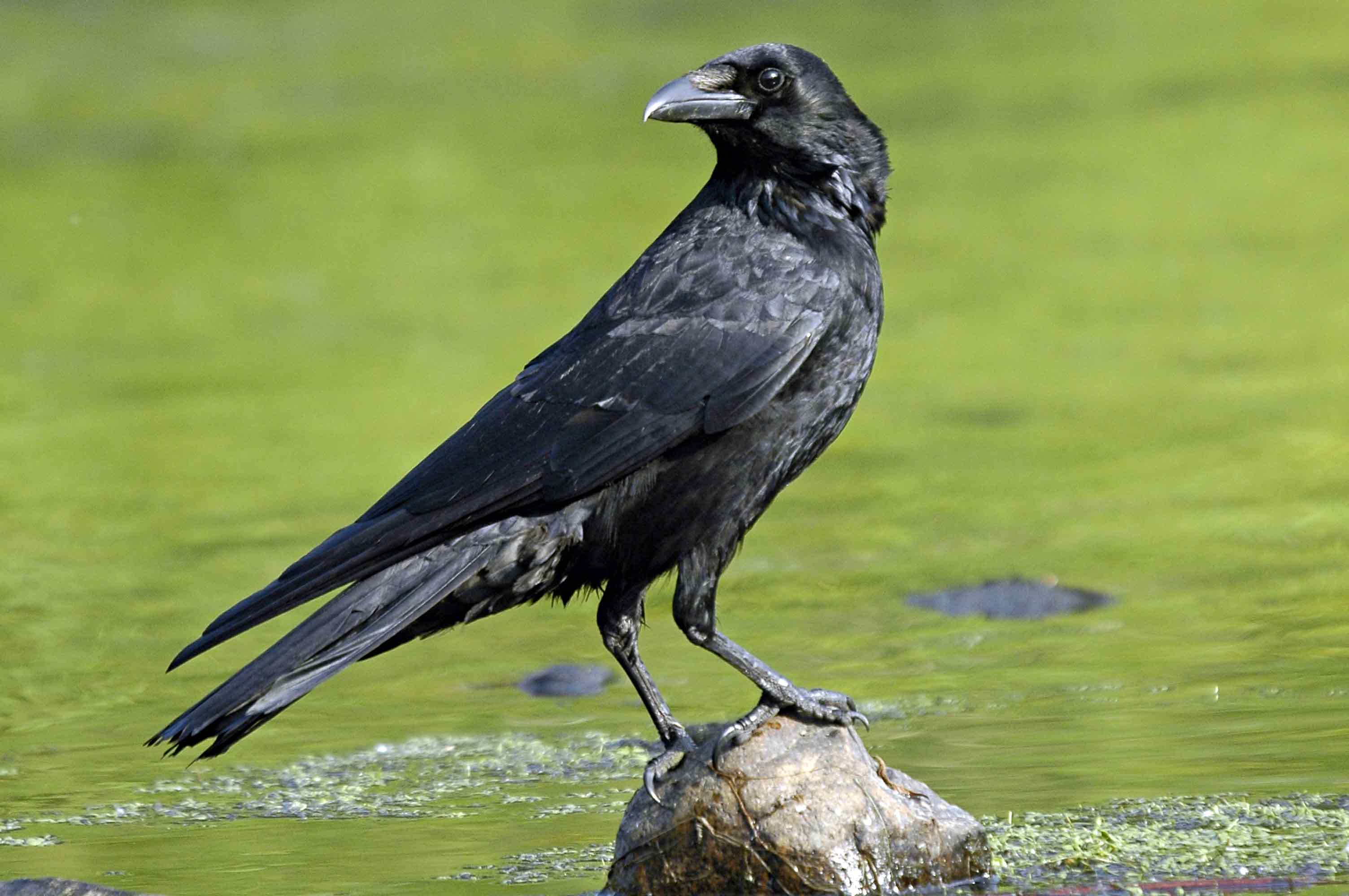 Carrion crow