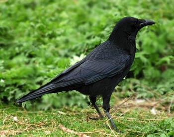 Pretty Carrion crow