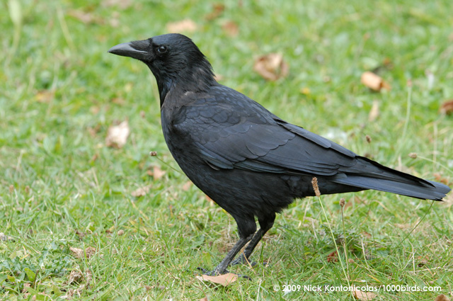 Pretty Carrion crow