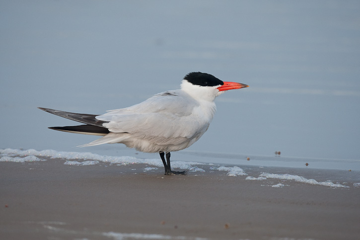 Pretty Caspian tern