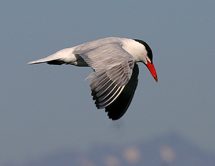 Pretty Caspian tern