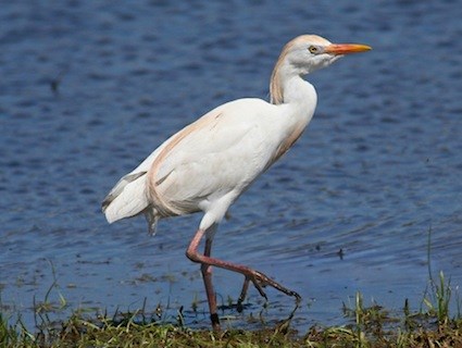 Cattle egret