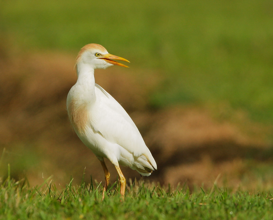 Pretty Cattle egret