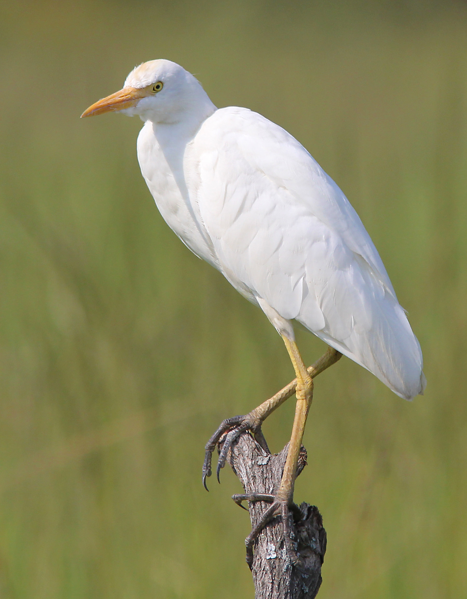 Pretty Cattle egret