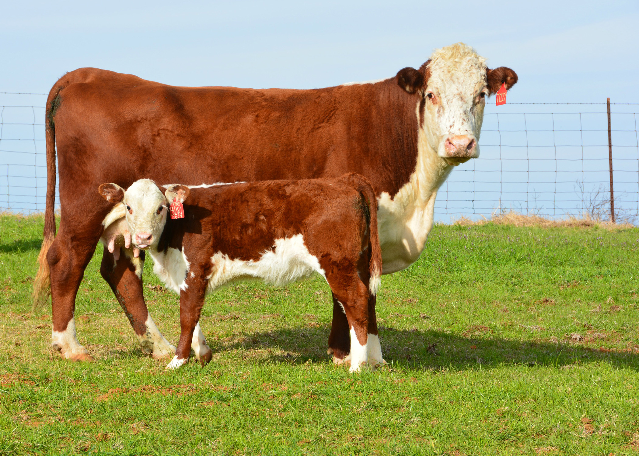 Cattle, Buffalo, and Bison