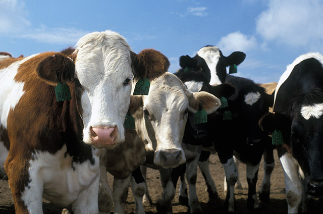 Cool Cattle, Buffalo, and Bison
