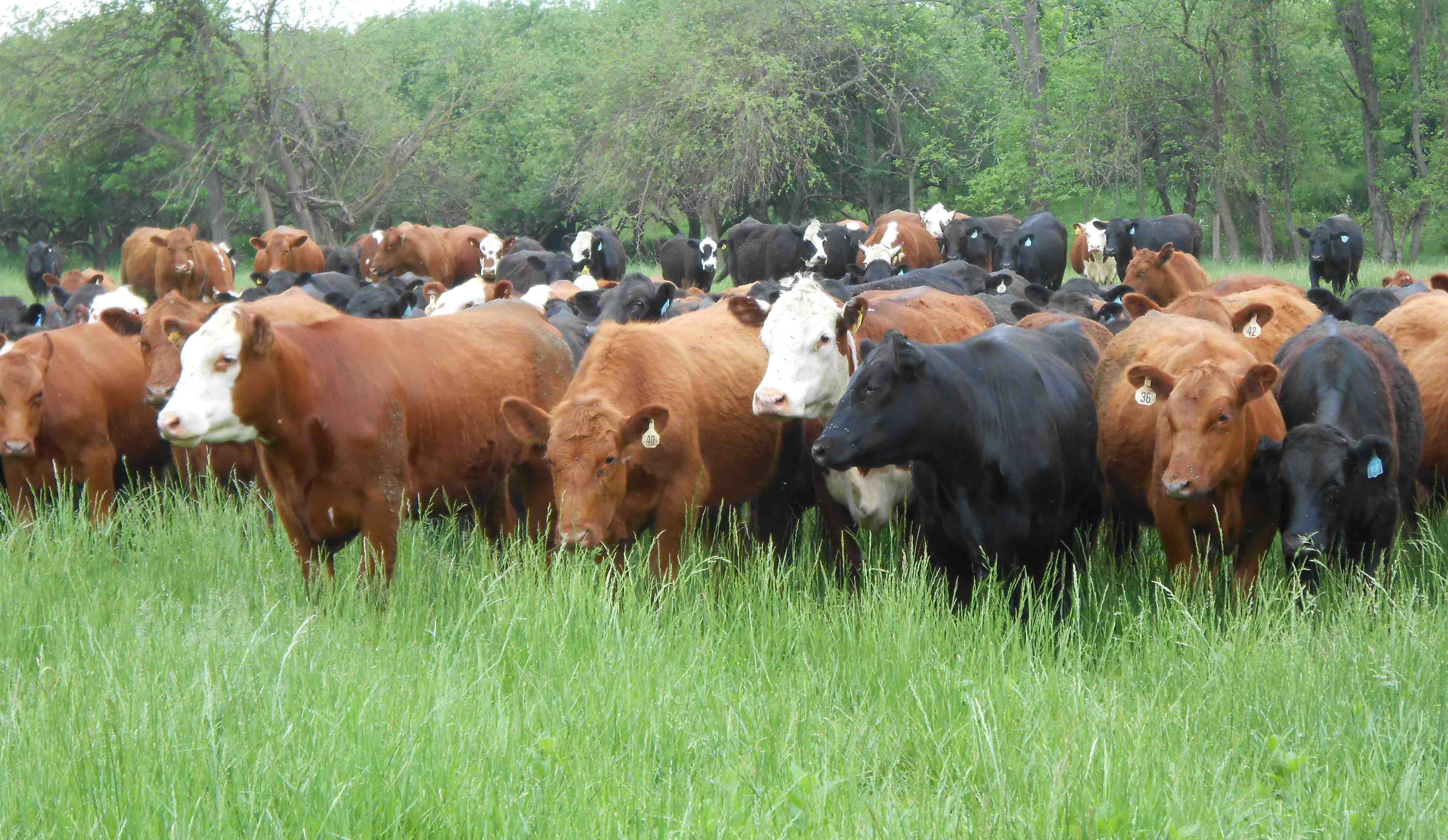 Pretty Cattle, Buffalo, and Bison