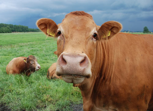 Cute Cattle, Buffalo, and Bison