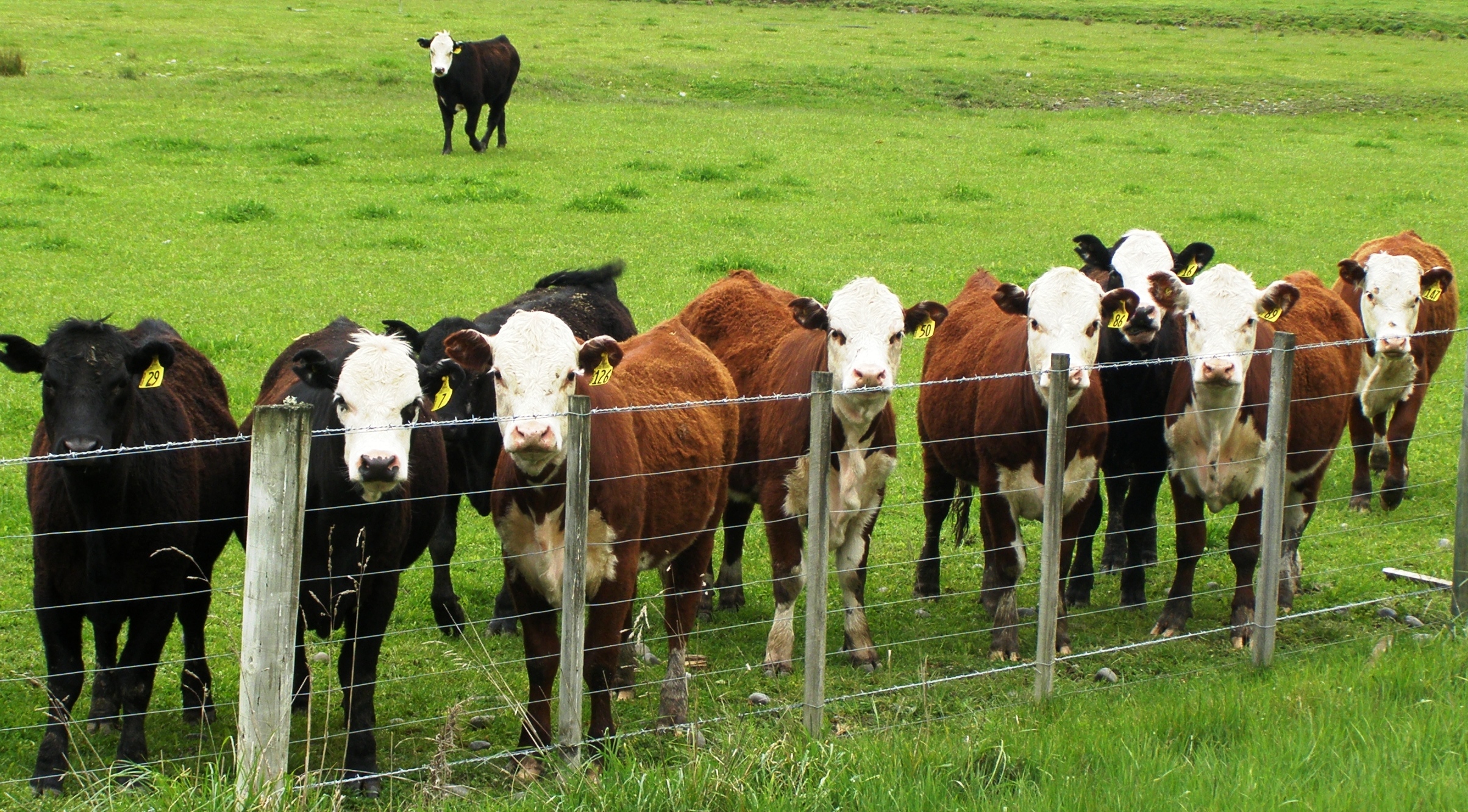 Cattle, Buffalo, and Bison photo 
