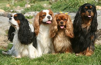 Cavalier King Charles Spaniel - Dog Breed