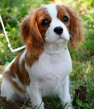 Nice Cavalier King Charles Spaniel - Dog Breed