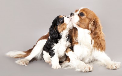 Cool Cavalier King Charles Spaniel - Dog Breed