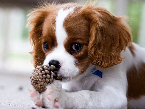 Cavalier King Charles Spaniel - Dog Breed photo 