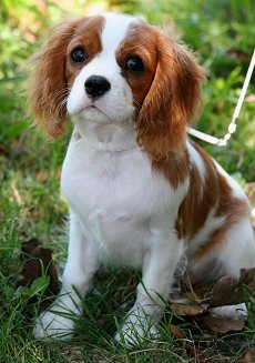 Cavalier King Charles Spaniel - Dog Breed wallpaper