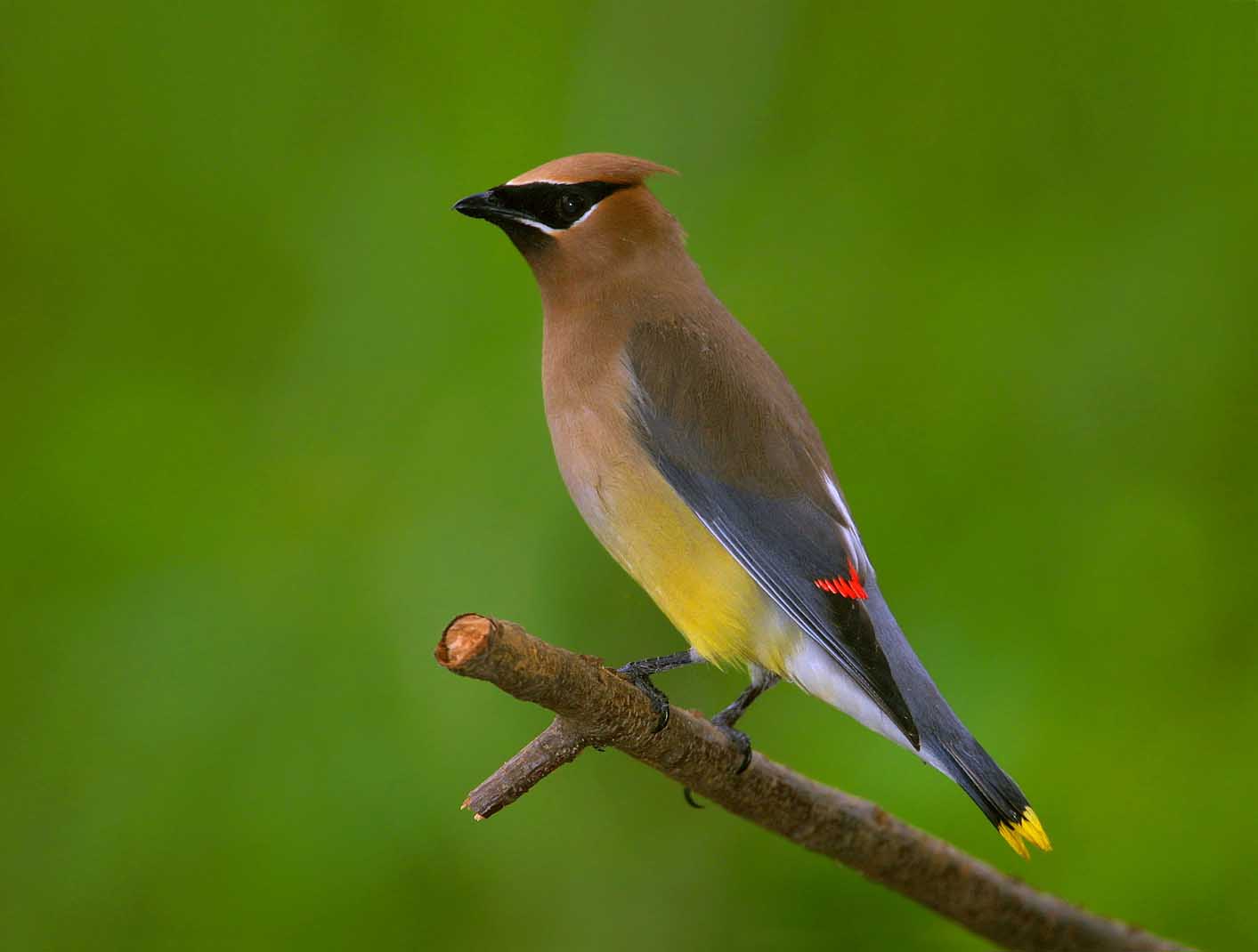 Cedar waxwing