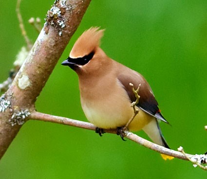 Pretty Cedar waxwing