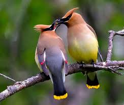 Pretty Cedar waxwing