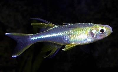 Pretty Celebes rainbowfish