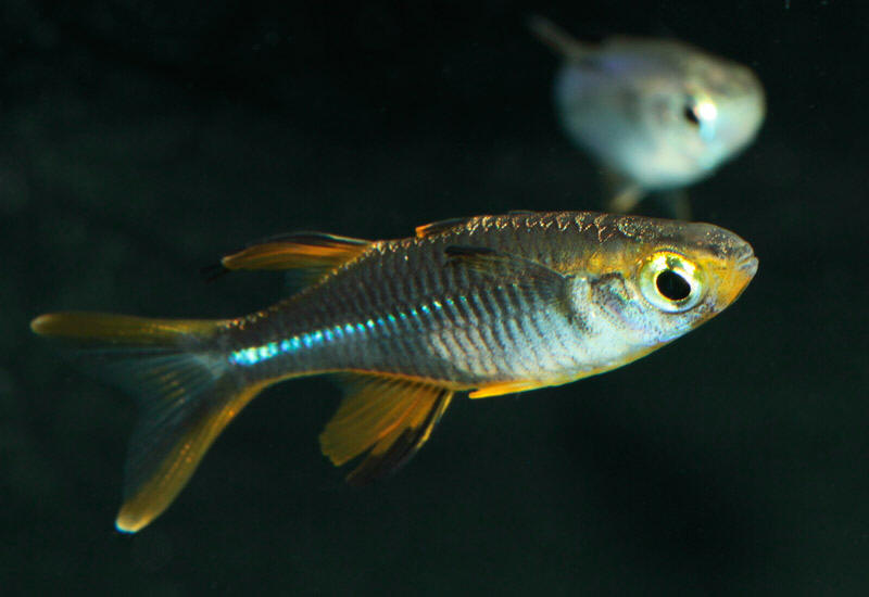 Pretty Celebes rainbowfish