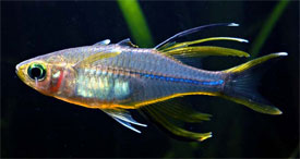 Pretty Celebes rainbowfish