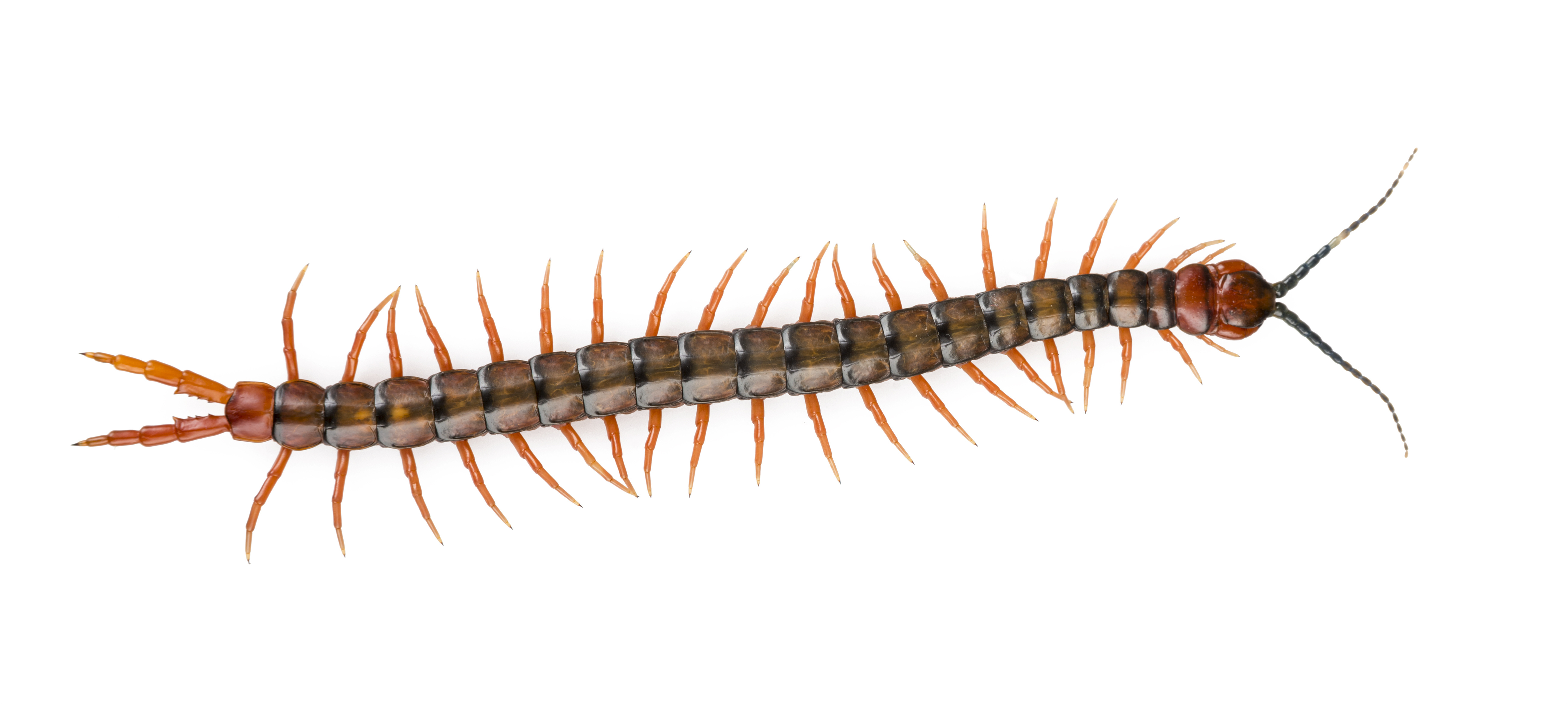 Centipedes and Millipedes