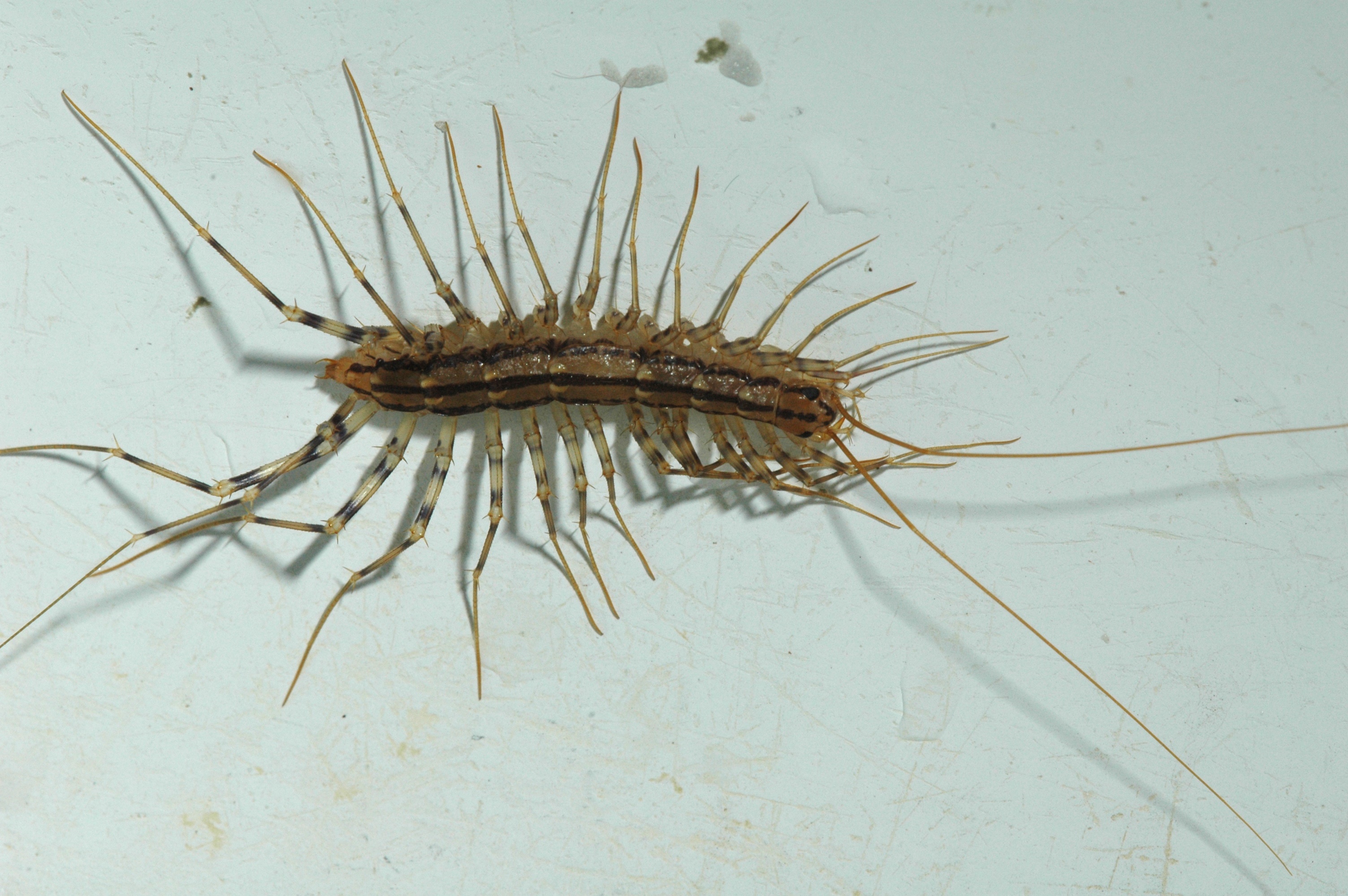 Cool Centipedes and Millipedes