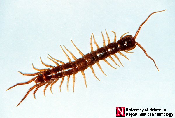 Pretty Centipedes and Millipedes