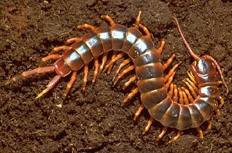 Cute Centipedes and Millipedes