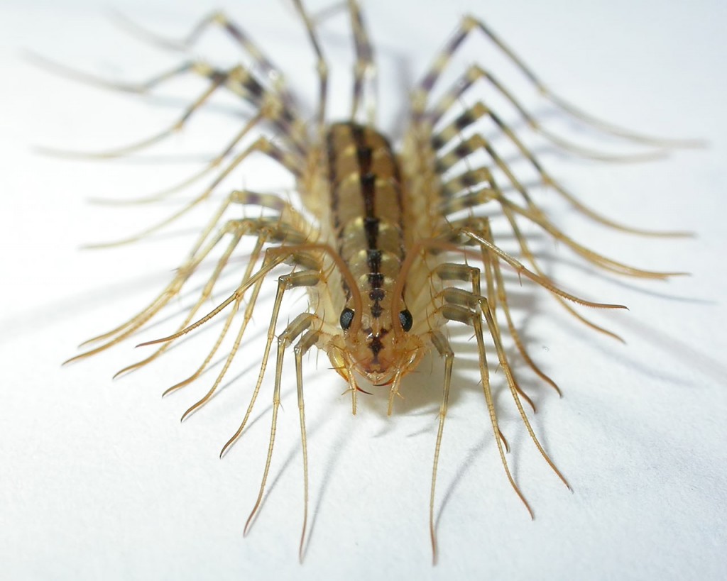 Photo Centipedes and Millipedes