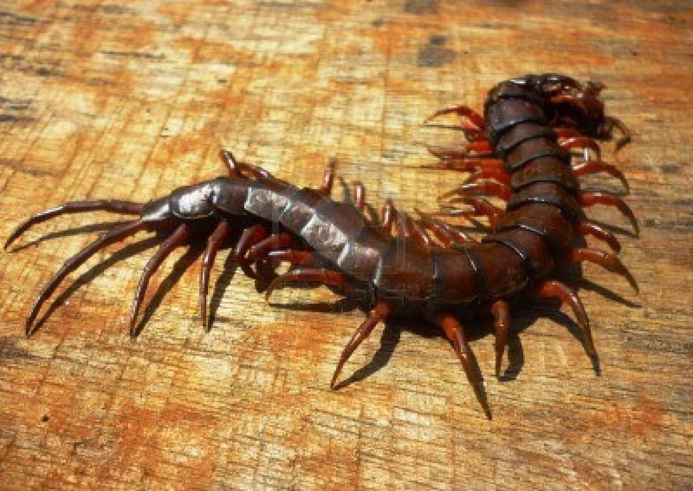 Centipedes and Millipedes photo 